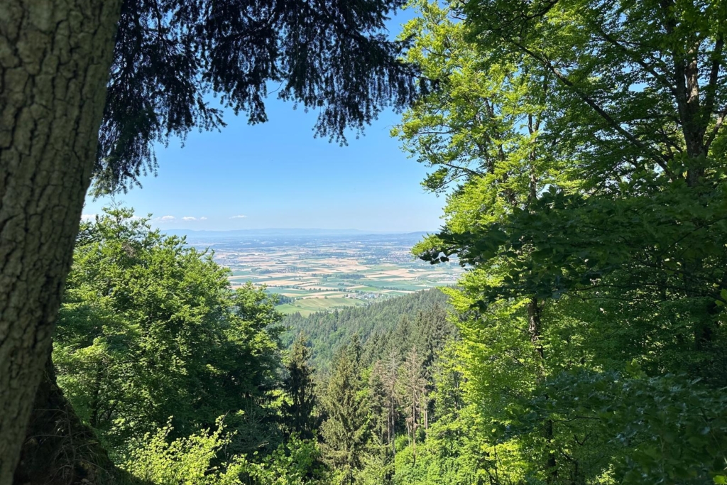 Aussicht ins Tal auf Wälder